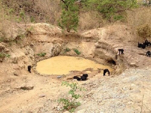 Fongoli chimpanzees drink at a gold mining pit.