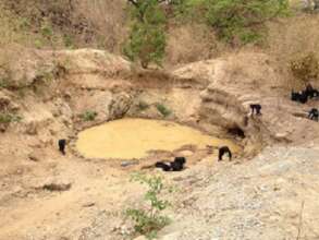 Fongoli chimpanzees drink at a gold mining pit.