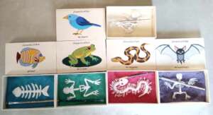 Example vertebrate hands on learning activities