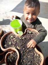 Preschool student working in student garden