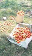 Tomatoes
