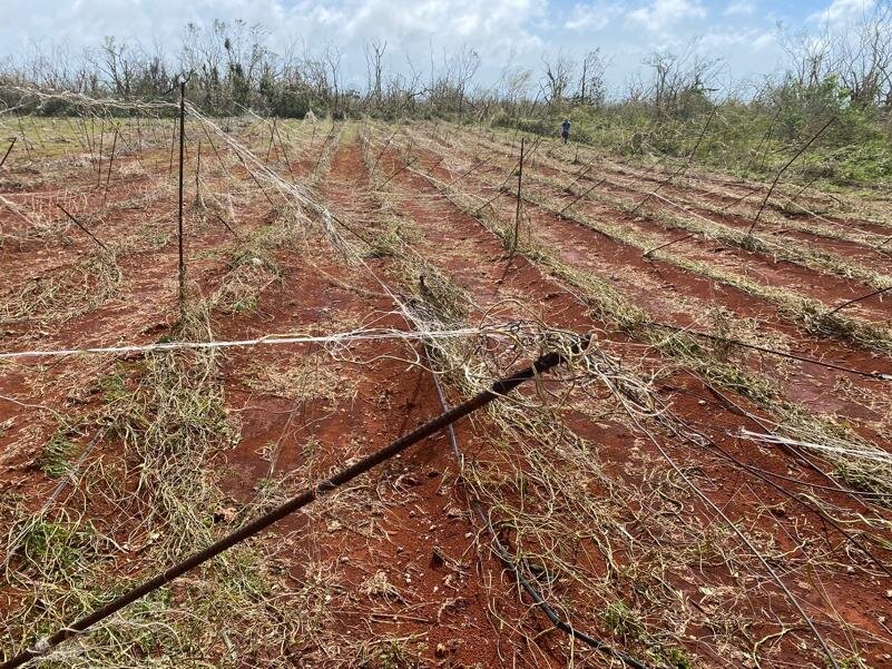 Recovery Efforts- Guam Farmers from Super Typhoon
