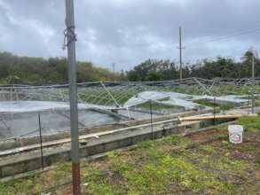 Greenhouse Lost