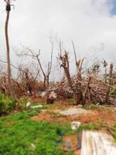 Trees Destroyed