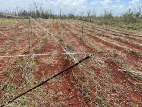 Destroyed Field of Crops