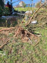 Uprooted Hummingbird Tree