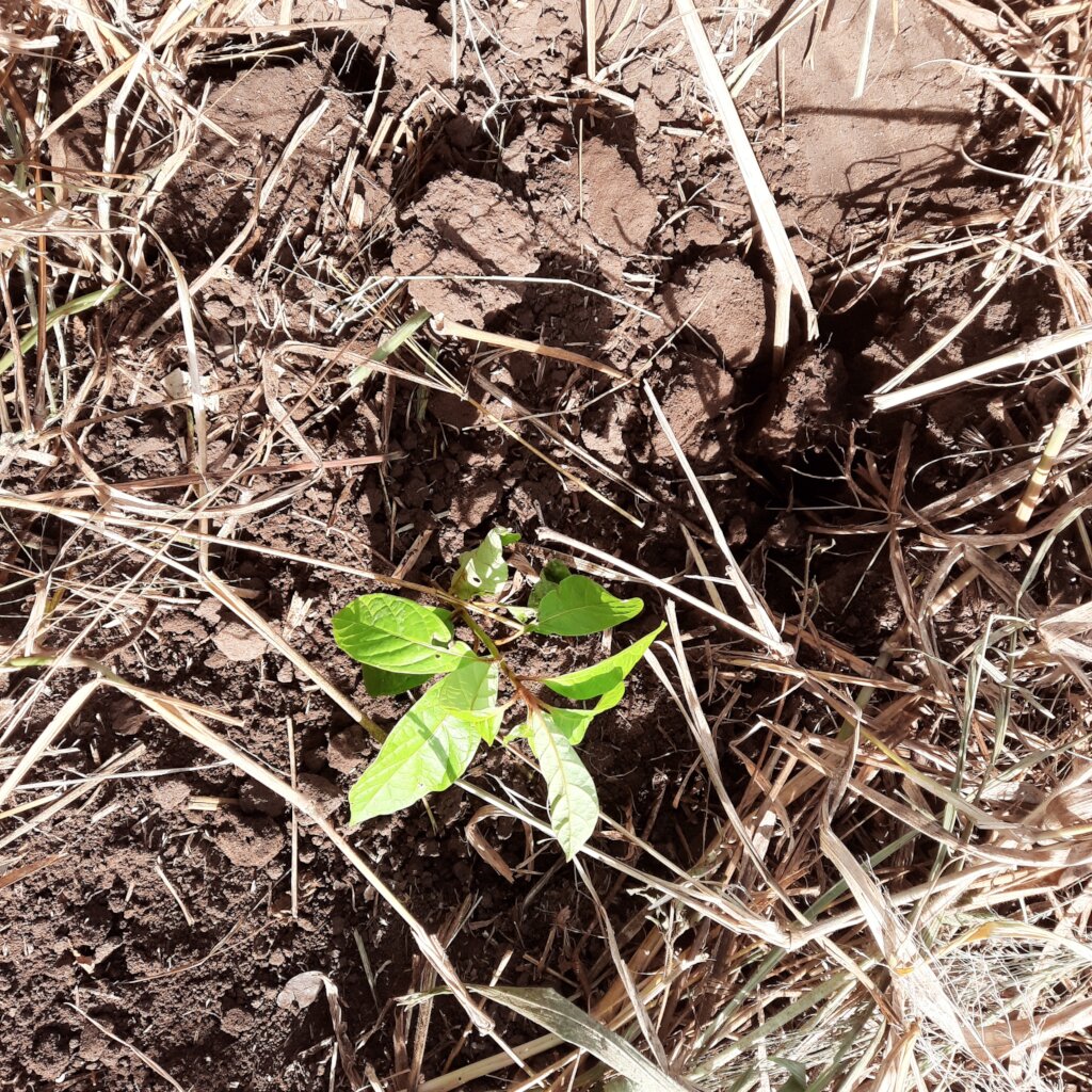 Donate to Plant 100,000 Indigenous Trees in Uganda, Africa - GlobalGiving