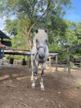 Happy retired Rainbow
