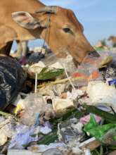 A cow on the rubbish dump... food or plastic