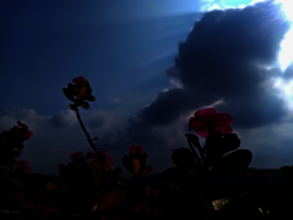 Through Somaya's Lens