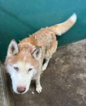 Help us to not worry about Vet Bills