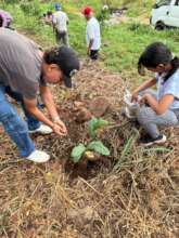 Enviromental Project Creating Green areas
