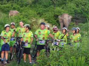 We found some elephants