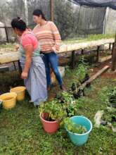 explaining about planting