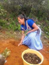 Lorena sowing