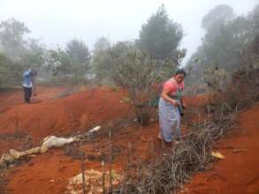 restoring plot