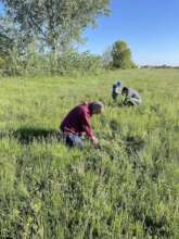 planting trees