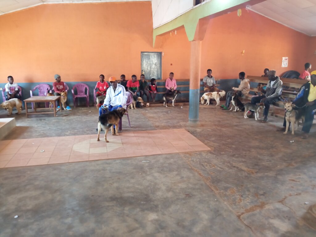 SAVE 1500 STRAY ANIMALS IN CAMEROON (DOGS & CATS)