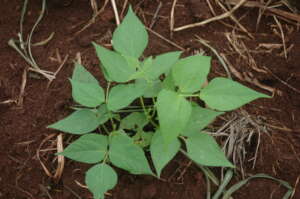 Healthy beans which are benefiting from biochar