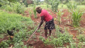 Participant clearing garden to apply biochar