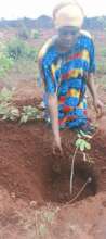 Community member planting a tree
