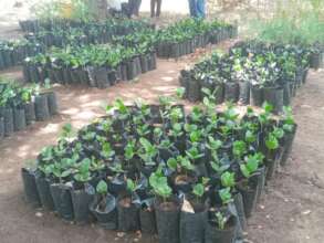 A photo of a tree nursery