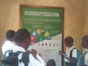 Learning at Kipepeo project