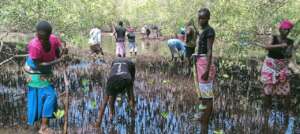 Community members during mangrove planting