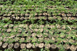 Tree seedlings planted by local communities