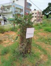 Pomegranate Plants yielding in a Government school