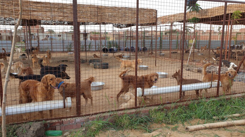 An urgent plea to help abused dogs in Egypt - GlobalGiving