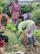 Community Garden