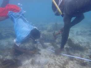 Exercise in identifying species in transects