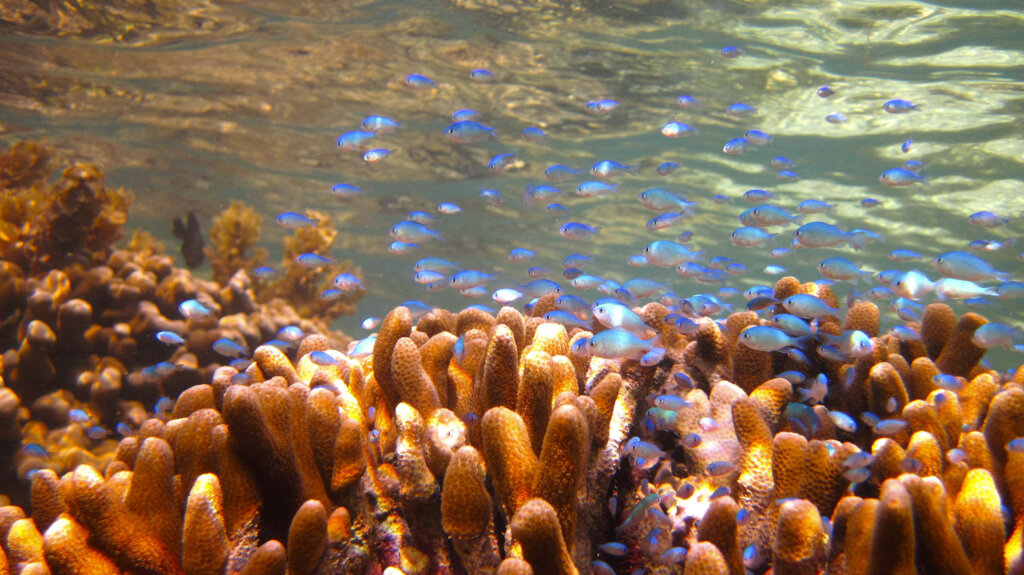 Kuruwitu Marine Protected Area