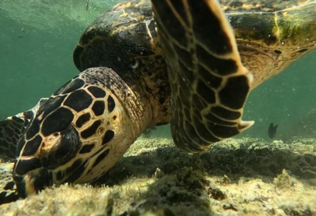 Protect our ocean & safeguard livelihoods in Kenya