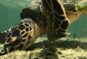Improving marine biodiversity - local sea turtle
