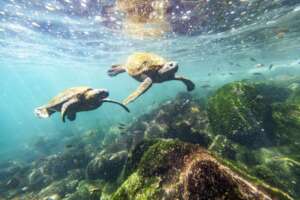 Protect our ocean & safeguard livelihoods in Kenya