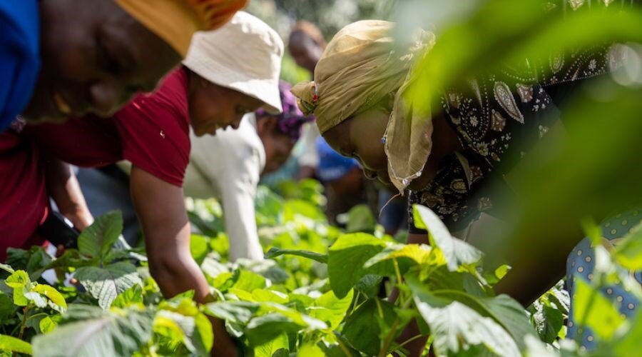 Save 500 at-risk People through Care Farm-Tanzania
