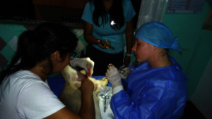 Visiting vet from Canada working with Ursula.