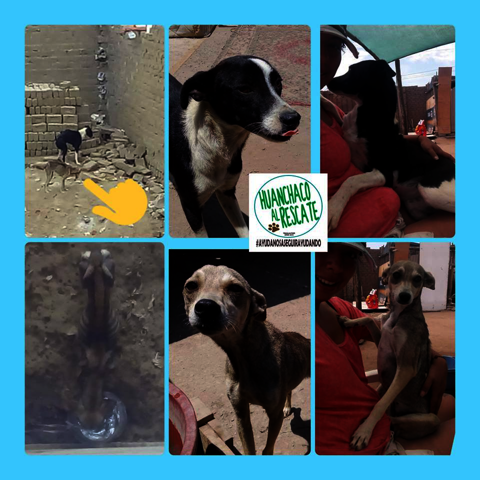 Recent Huanchaquito rescues by Ursula