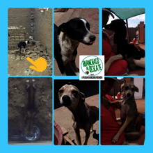 Recent Huanchaquito rescues by Ursula