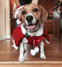 Lola's Christmas Outfit
