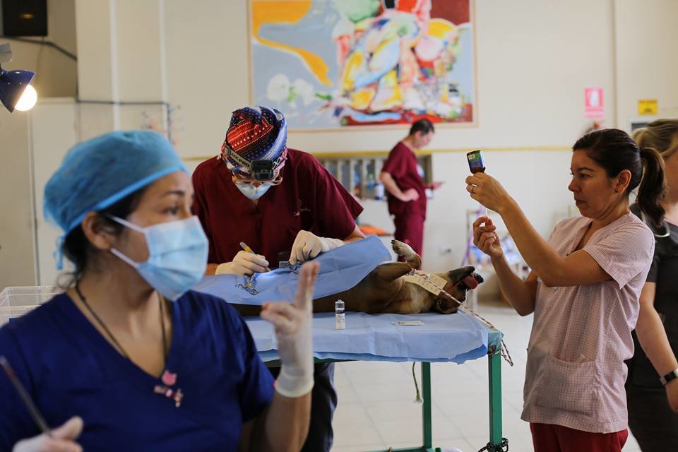 Spay & Neuter street dogs of Huanchaco, Peru