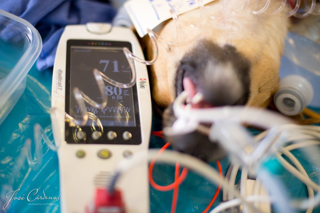 Spay & Neuter street dogs of Huanchaco, Peru