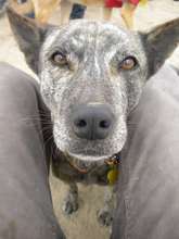 Shelter Dog