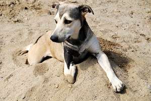 Shelter dog Lupita