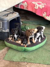 Puppy Season in Peru