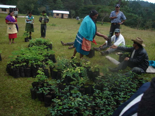 Sustainable Organic Agriculture in Chiapas, Mexico
