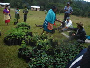 Tree Planting
