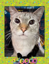 Snowball, FCCO's 150,000th cat